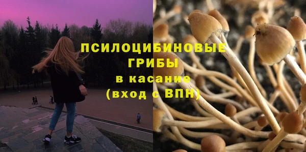 прущие грибы Михайловка